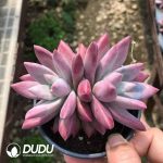 Echeveria Hefei Fish Double Heads