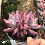 Echeveria Hefei Fish Double Heads - Image 2