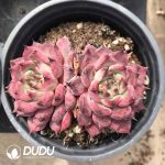 Echeveria Sharoji Peony