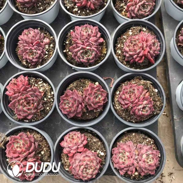 Echeveria Sharoji Peony - Image 2