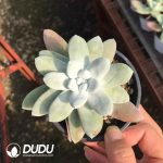 Echeveria Thumb Dudleya