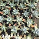 Echeveria Thumb Dudleya - Image 2