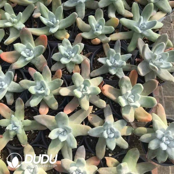 Echeveria Thumb Dudleya - Image 2