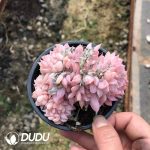 Echeveria Shasha Cristata