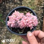 Echeveria Shasha Cristata - Image 2