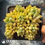 Pachyphytum Magic Beans Clustering