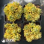 Pachyphytum Magic Beans Clustering - Image 2