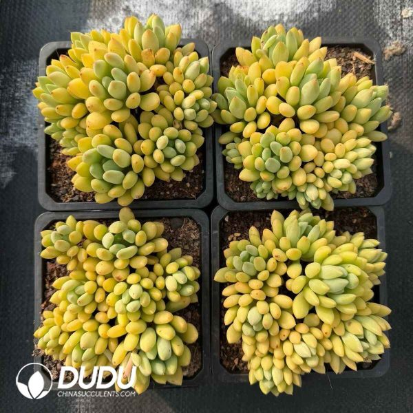 Pachyphytum Magic Beans Clustering - Image 2