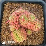 Echeveria Strawberry Puff Cristata