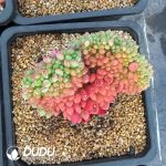 Echeveria Strawberry Puff Cristata - Image 2