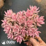 Sedum Pudding Variegated Clustering