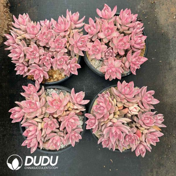 Sedum Pudding Variegated Clustering - Image 2