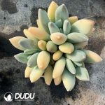 Pachyphytum oviferum Mikadukibijin