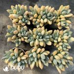 Pachyphytum oviferum Mikadukibijin - Image 2