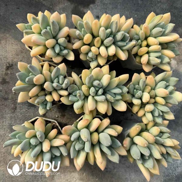 Pachyphytum oviferum Mikadukibijin - Image 2