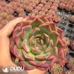 Echeveria Madonna