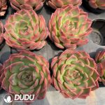 Echeveria Madonna - Image 2
