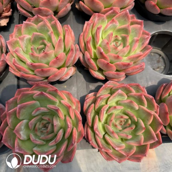 Echeveria Madonna - Image 2