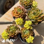 Echeveria Fanta Variegated Double Heads Yinyang Variegated