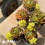 Echeveria Fanta Variegated Double Heads Yinyang Variegated - Image 2