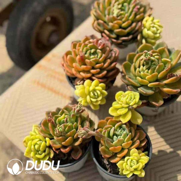 Echeveria Fanta Variegated Double Heads Yinyang Variegated - Image 2