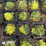 Echeveria Fanta Variegated