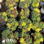 Echeveria Fanta Variegated 5+ Heads