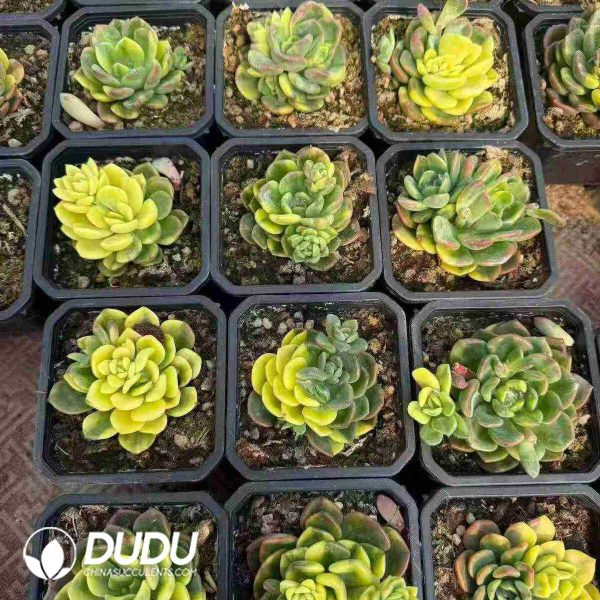 Echeveria Fanta Variegated 5+ Heads - Image 2