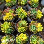 Echeveria Fanta Variegated 2-3 Heads