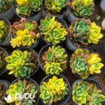 Echeveria Fanta Variegated 2-3 Heads - Image 2