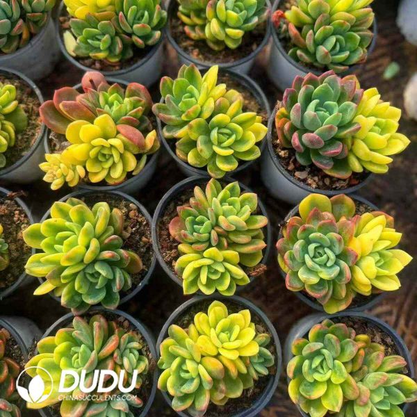 Echeveria Fanta Variegated 2-3 Heads - Image 2