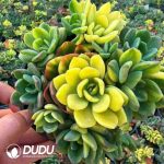 Echeveria Fanta Variegated Big Clustering