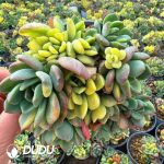 Echeveria Fanta Variegated Big Clustering - Image 2