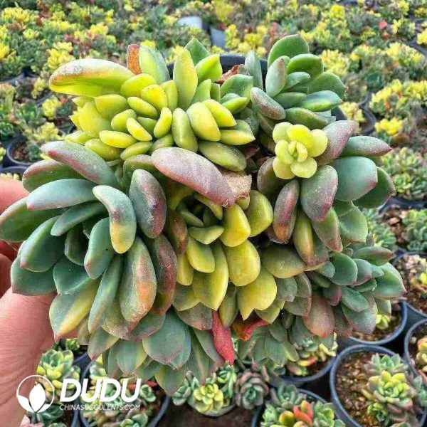 Echeveria Fanta Variegated Big Clustering - Image 2