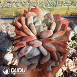 Echeveria Star Shadow Monroe 2-3 Heads