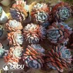 Echeveria Star Shadow Monroe 2-3 Heads - Image 2