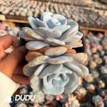 Echeveria Lauii Double Heads