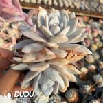 Echeveria Lauii Double Heads - Image 2