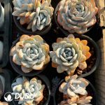 Echeveria Lauii 1-2 Heads