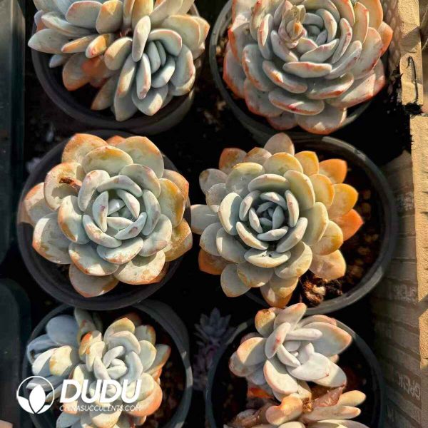 Echeveria Lauii 1-2 Heads - Image 2