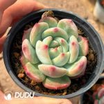 Echeveria Sugar Corolla