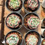 Echeveria Sugar Corolla - Image 2