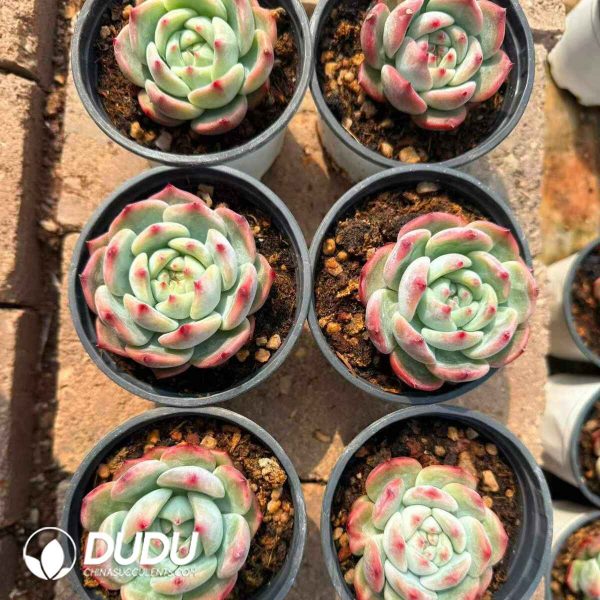 Echeveria Sugar Corolla - Image 2