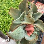 500pcs Big Eared Hawk Rabbit Cuttings