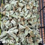 500pcs Big Eared Hawk Rabbit Cuttings - Image 2