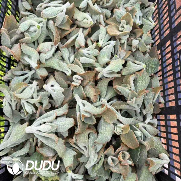 500pcs Big Eared Hawk Rabbit Cuttings - Image 2
