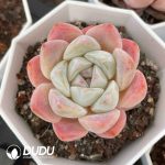 Echeveria Beauty Monroe