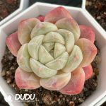 Echeveria Beauty Monroe - Image 2