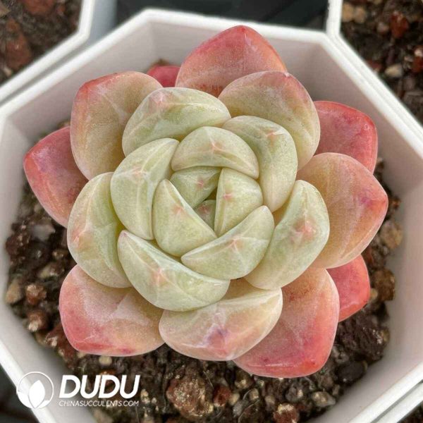 Echeveria Beauty Monroe - Image 2