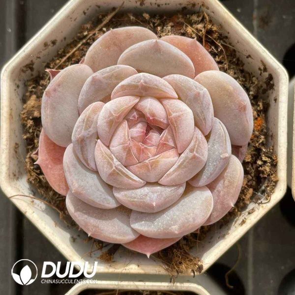 Echeveria 046 - Image 2